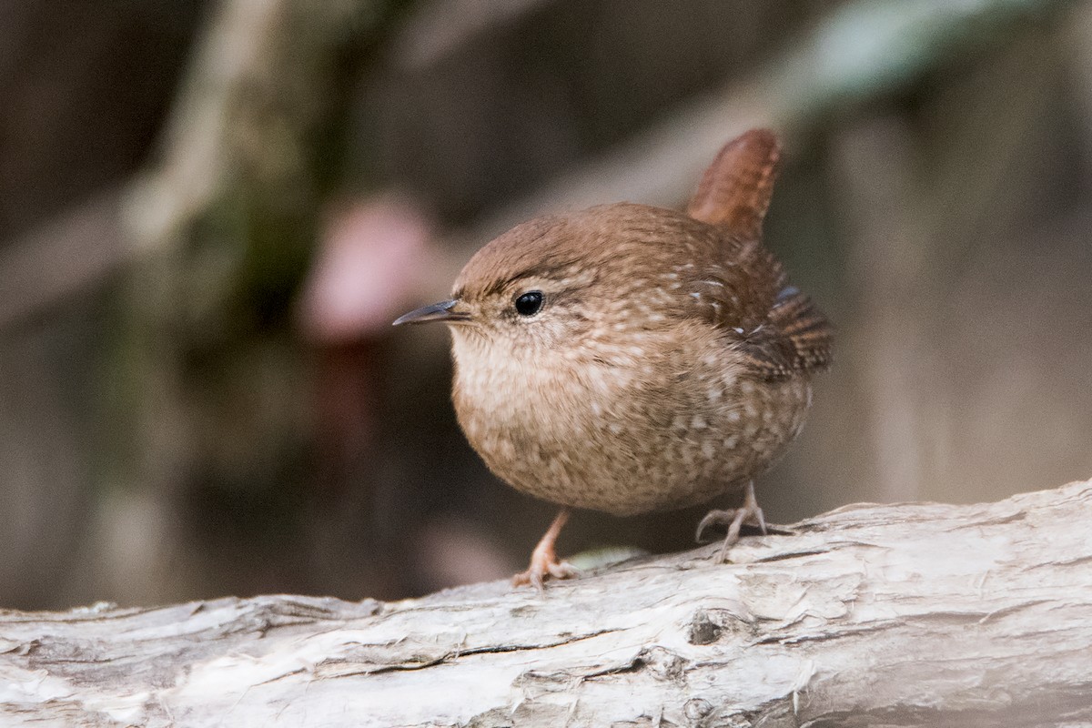 Winter Wren - ML118707731