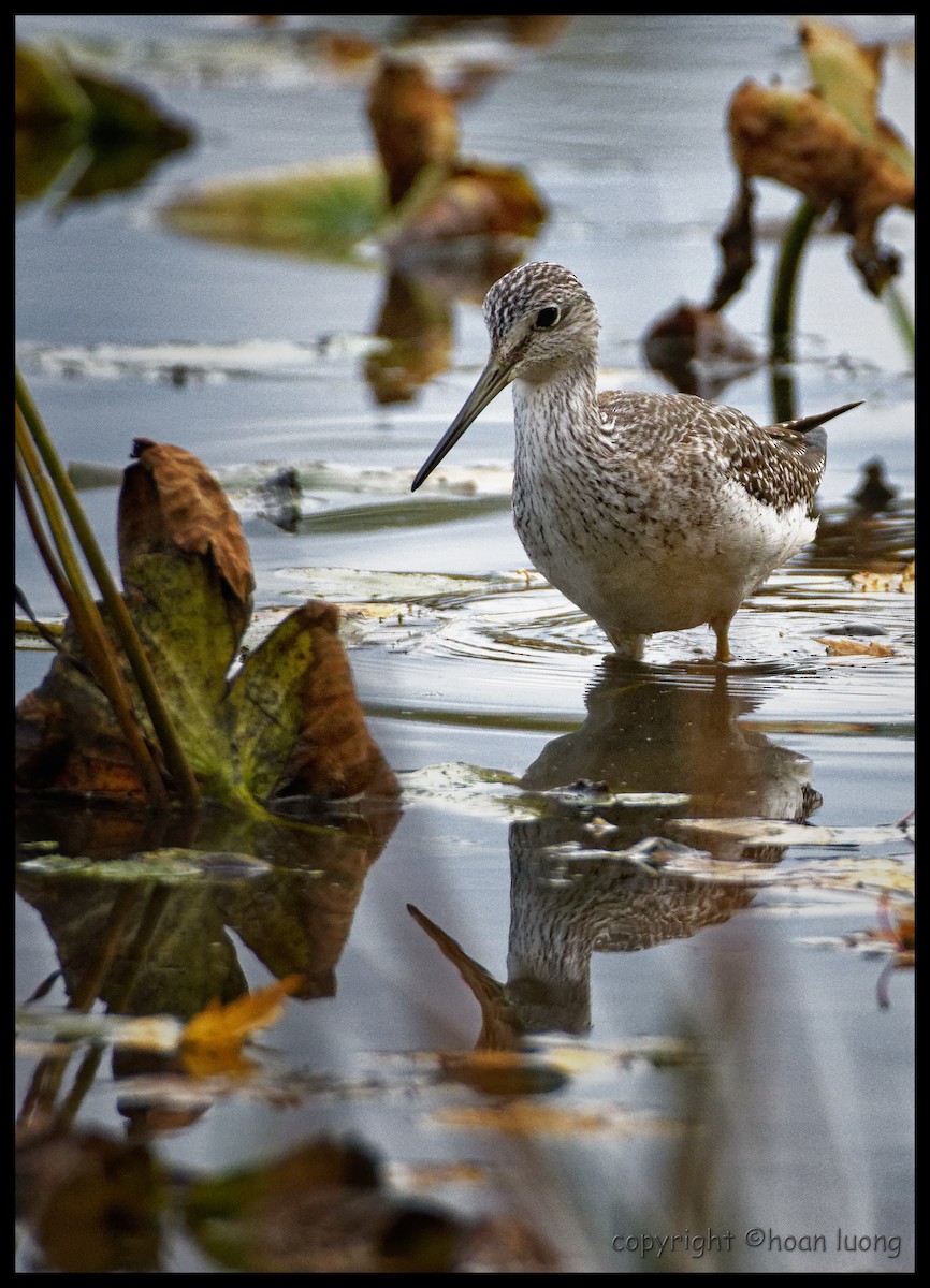 Greater Yellowlegs - hoan luong