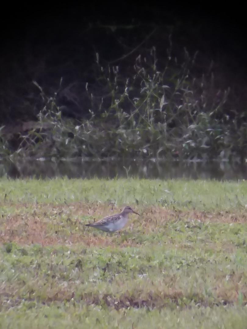 Pectoral Sandpiper - ML118708681