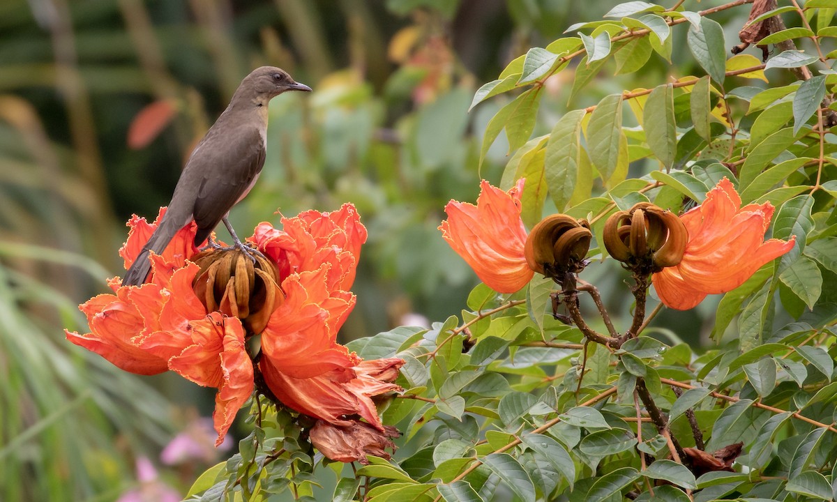 Black-billed Thrush - ML118709011