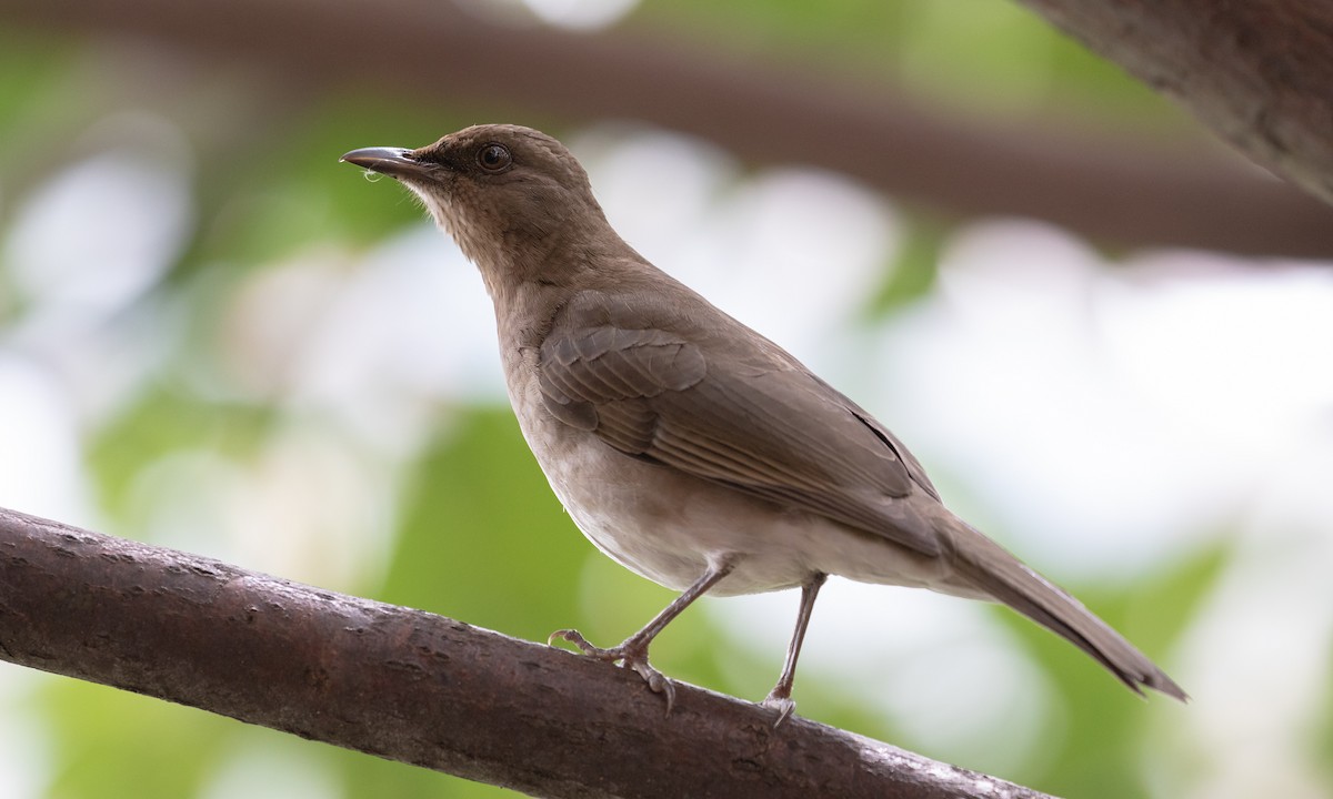 Black-billed Thrush - ML118709061