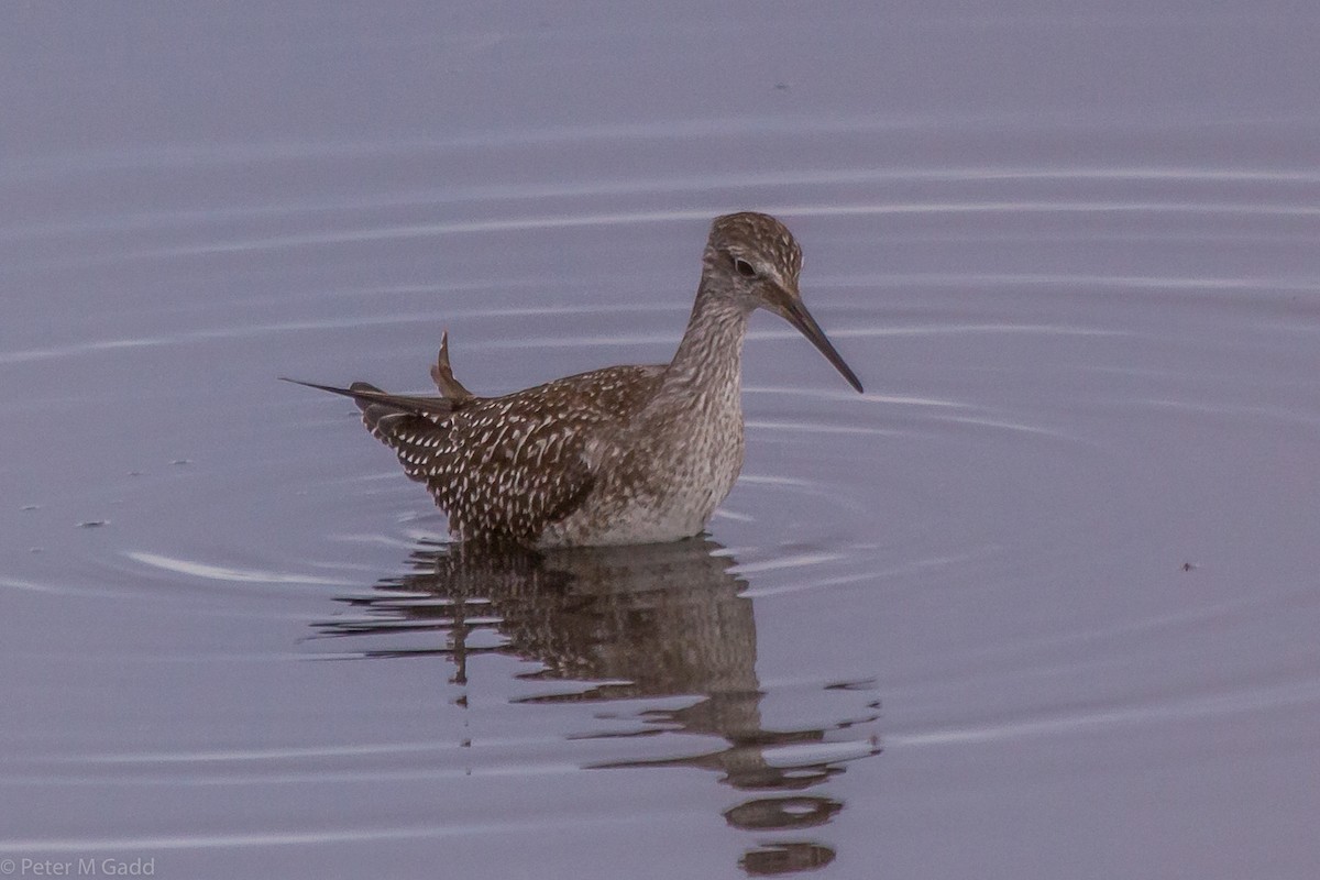 Lesser Yellowlegs - ML118709481