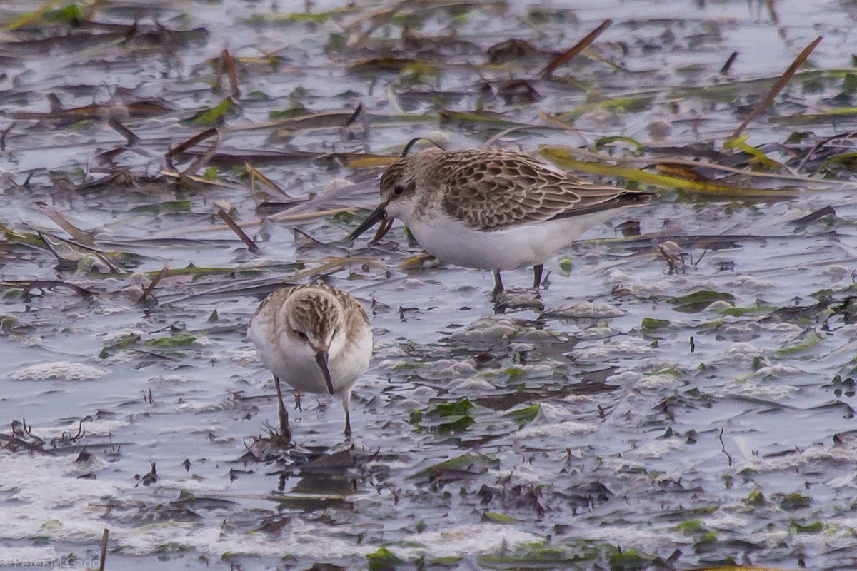 Semipalmated Sandpiper - ML118709501