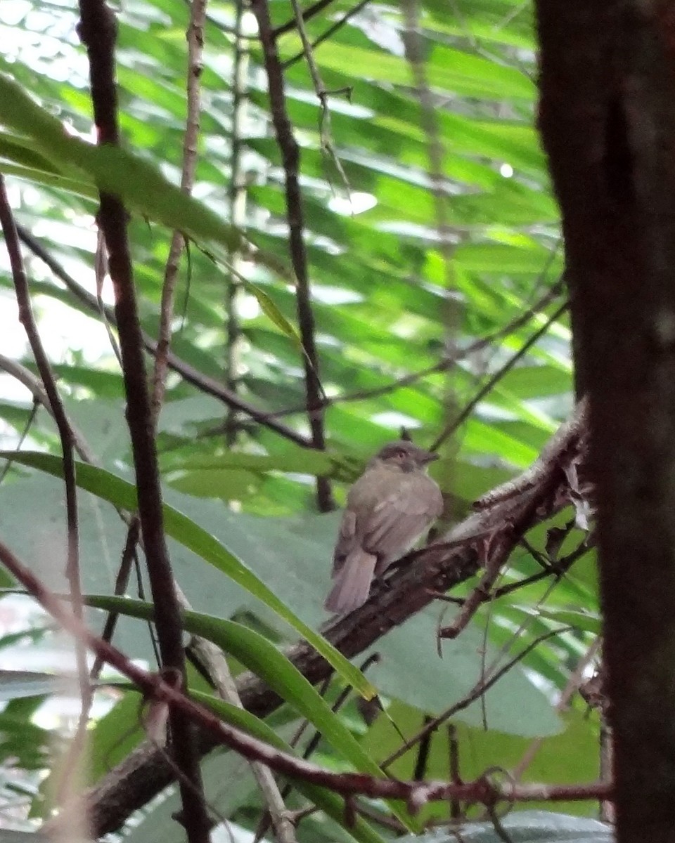 Sulphur-bellied Tyrant-Manakin - ML118709581