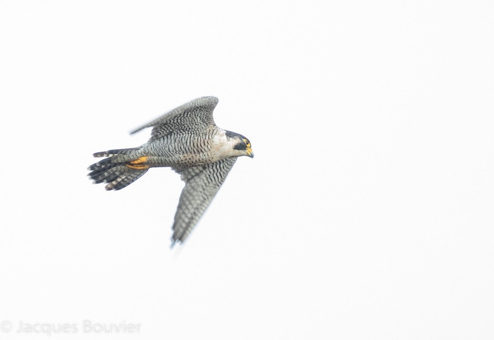 Peregrine Falcon - ML118709901