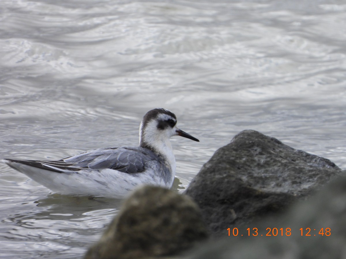 Red Phalarope - Bob Anderson