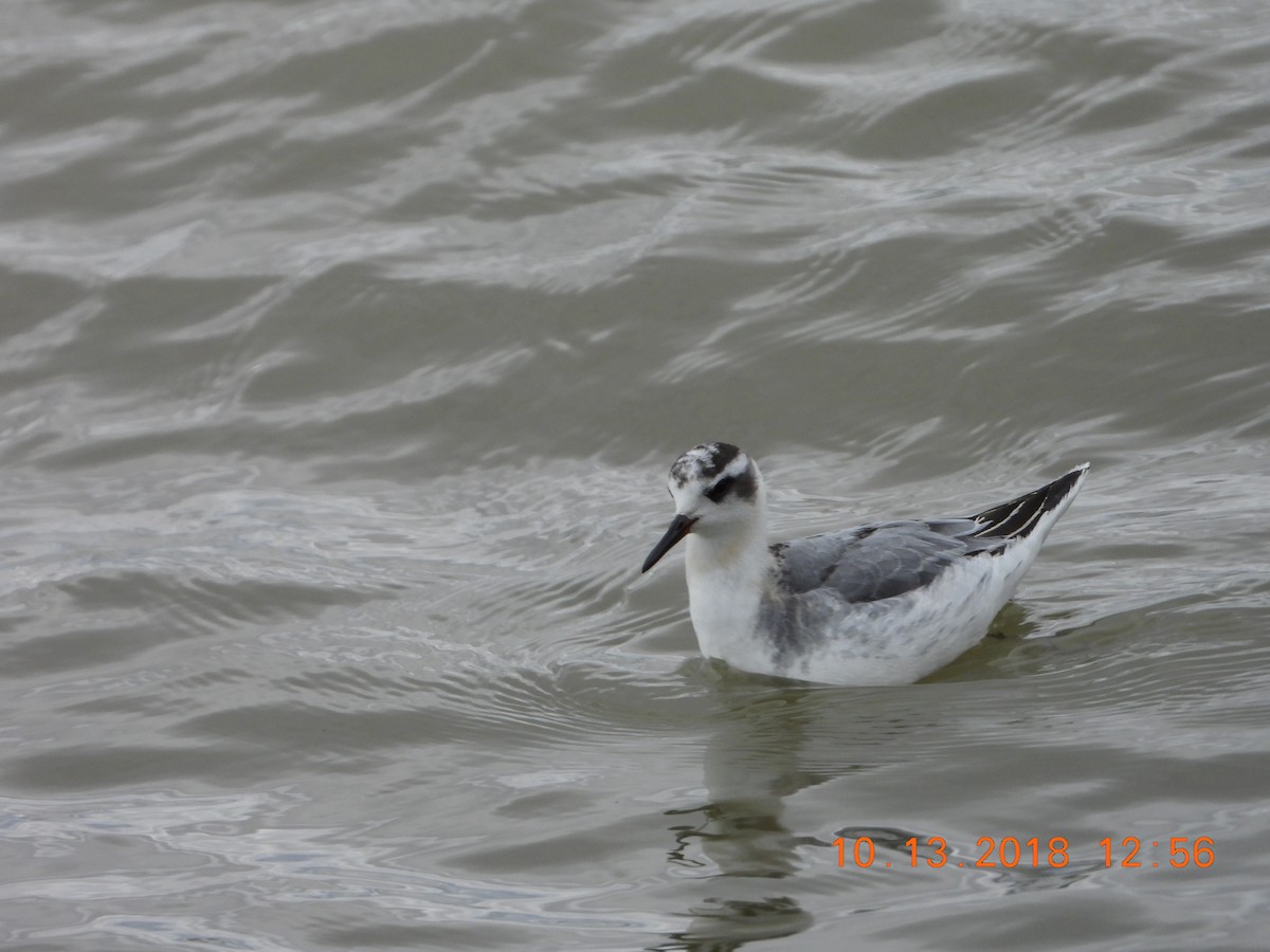 Red Phalarope - ML118711831