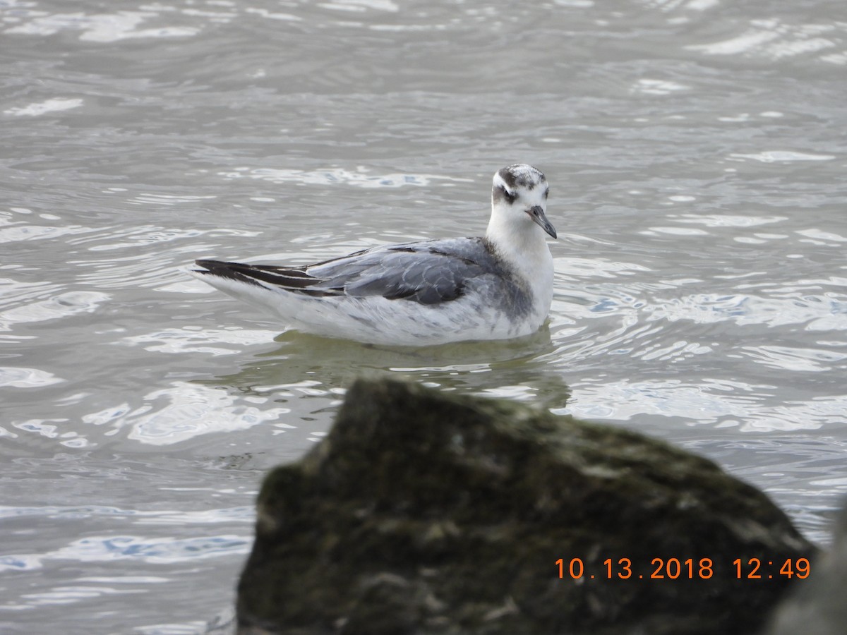 Phalarope à bec large - ML118711841