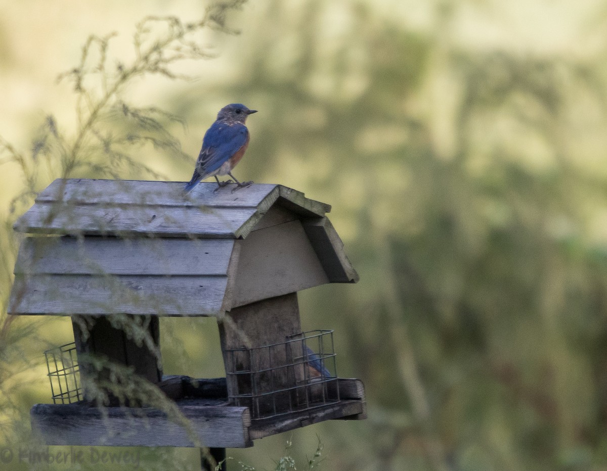 Eastern Bluebird - ML118711971