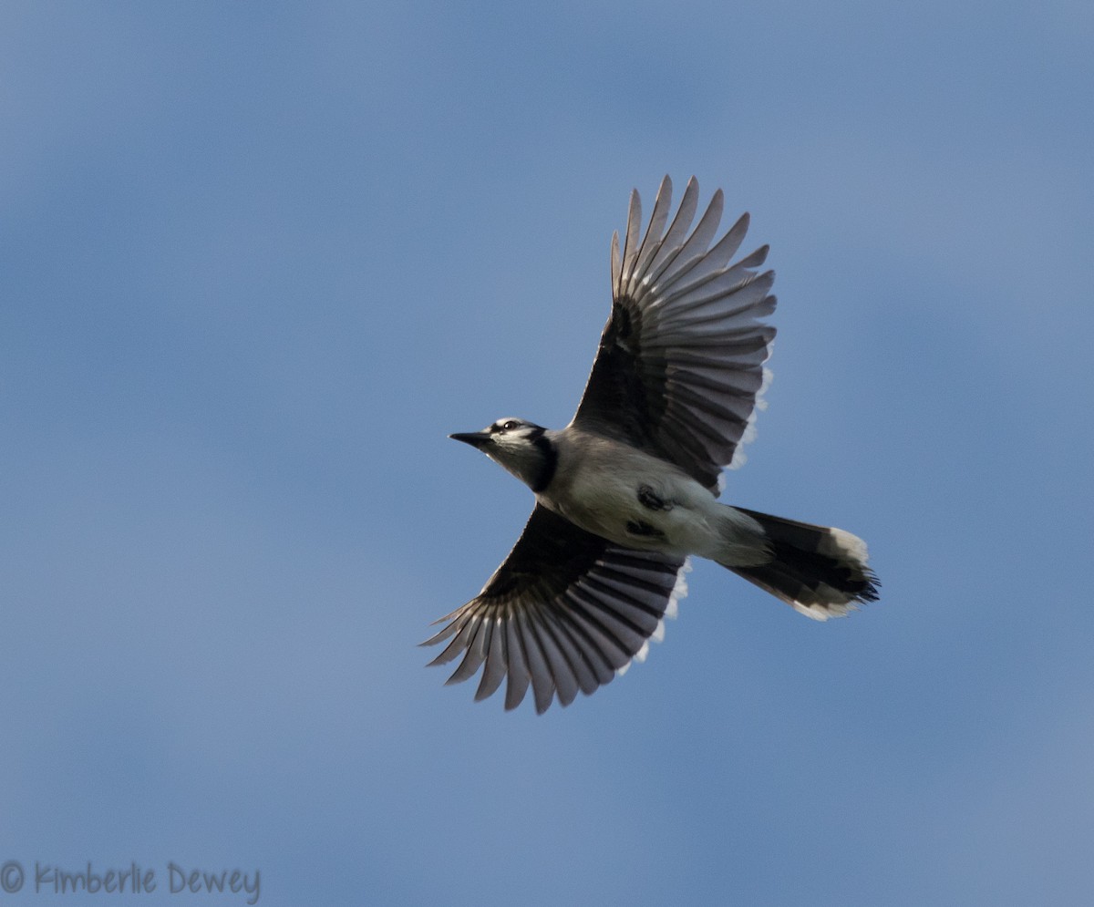 Blue Jay - ML118712061