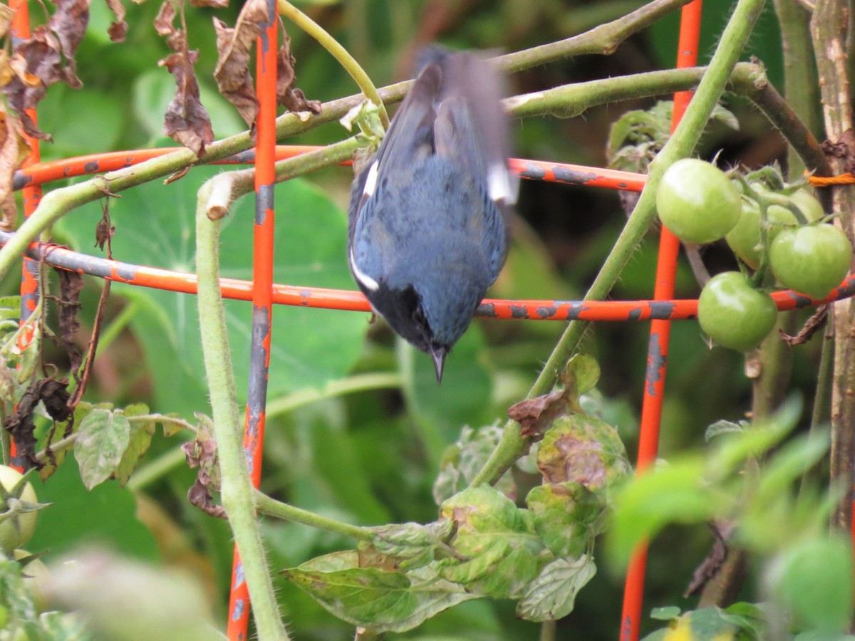Black-throated Blue Warbler - ML118712081