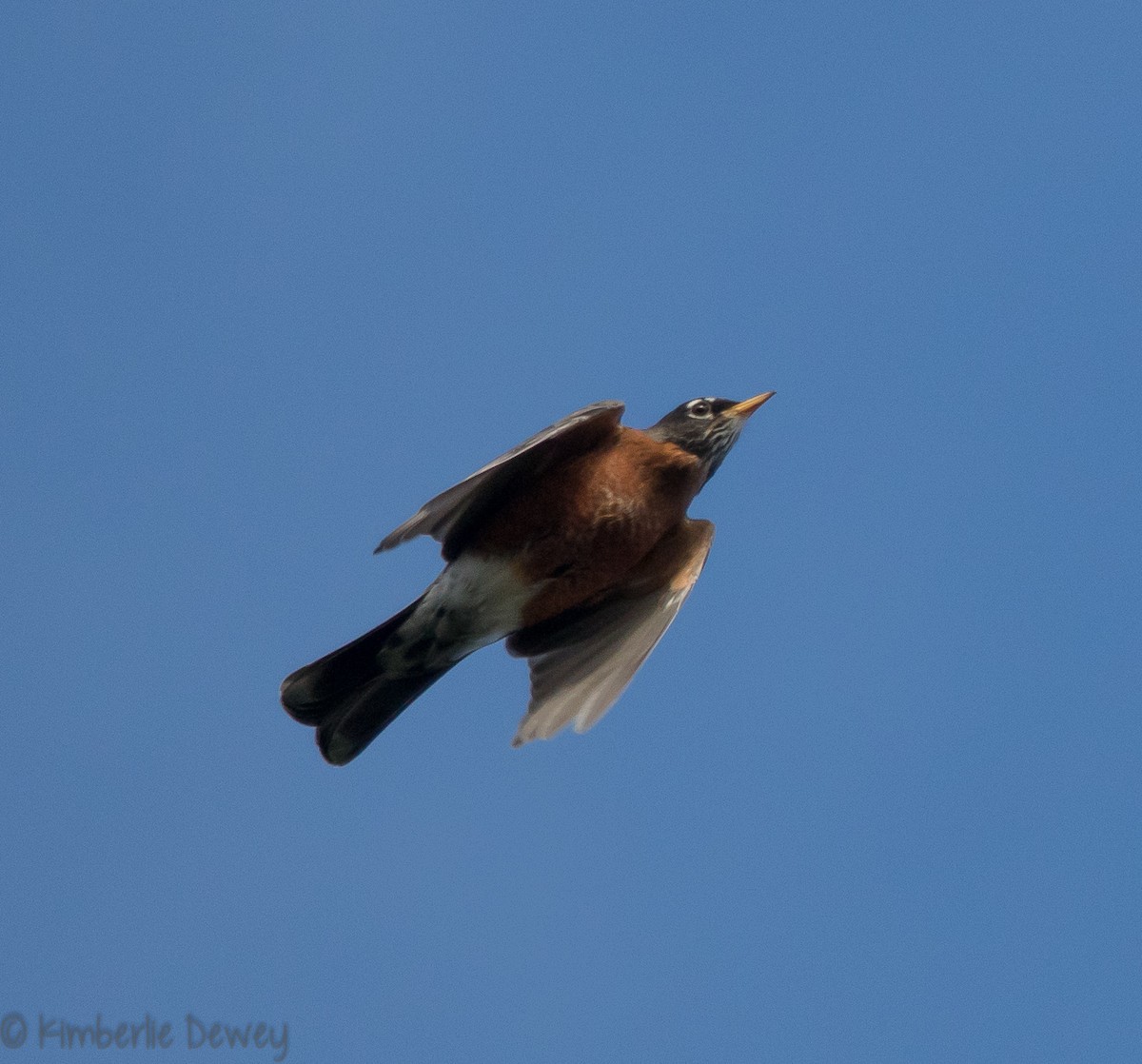 American Robin - ML118712311
