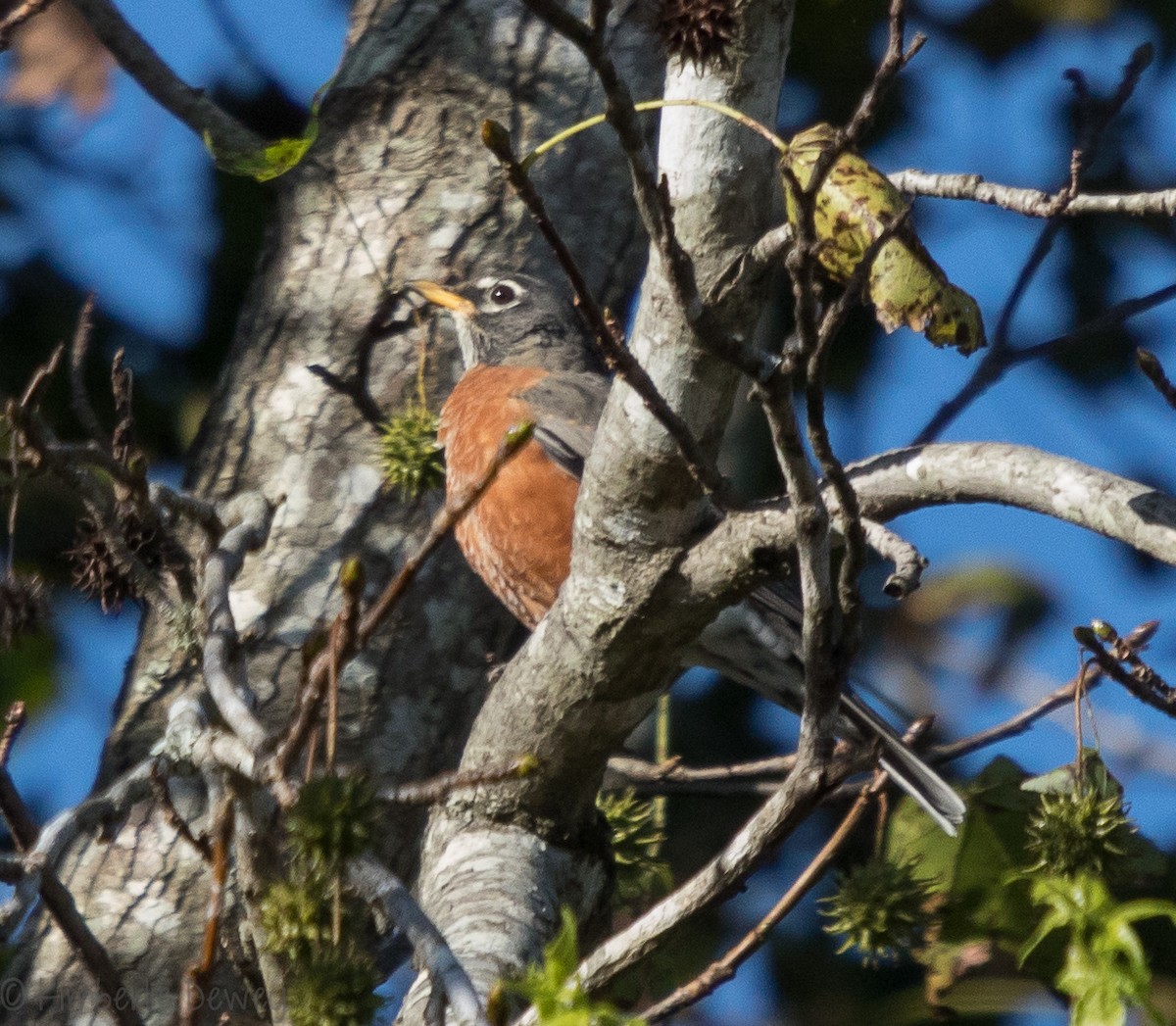 American Robin - ML118712331