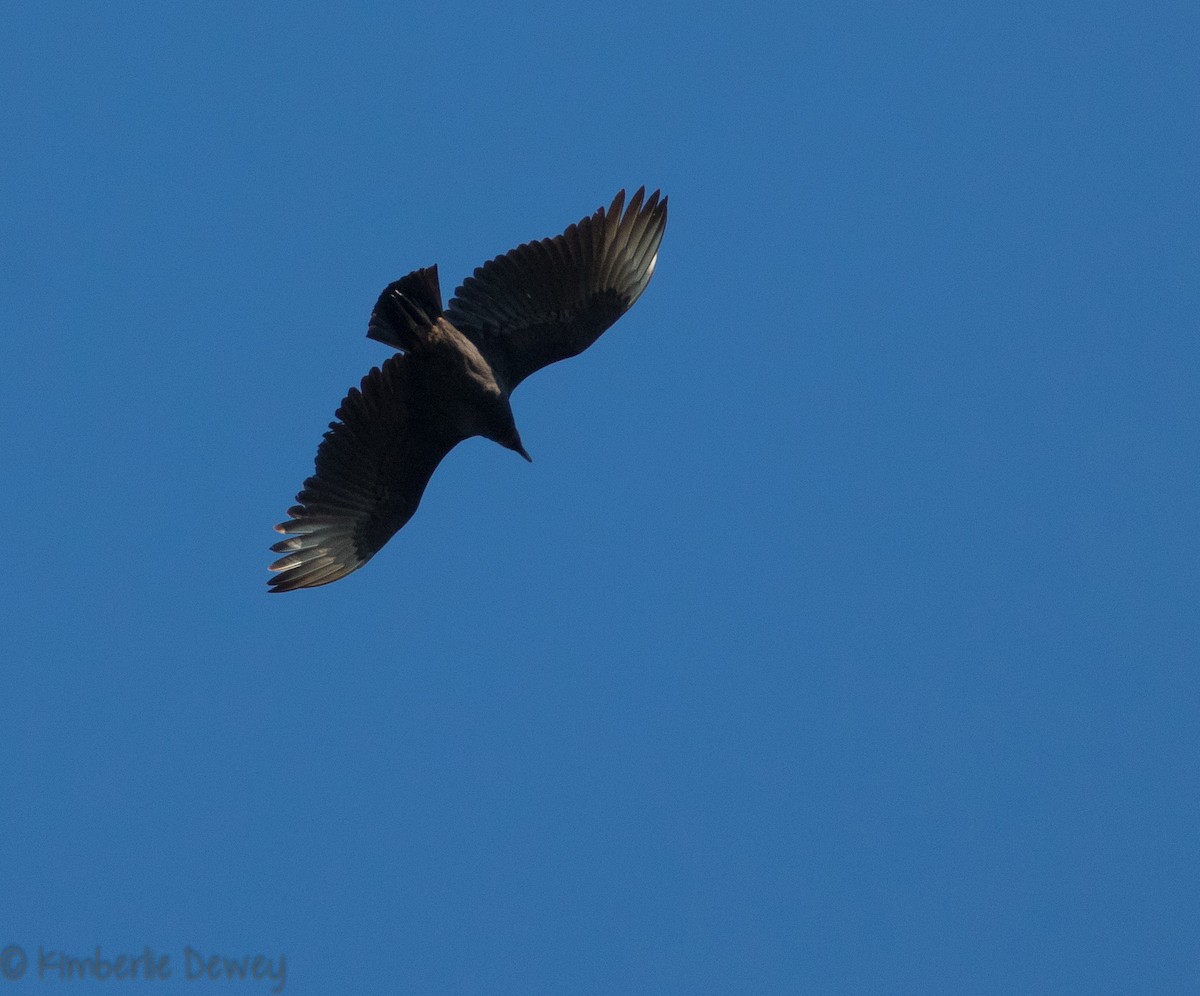 Black Vulture - ML118712371