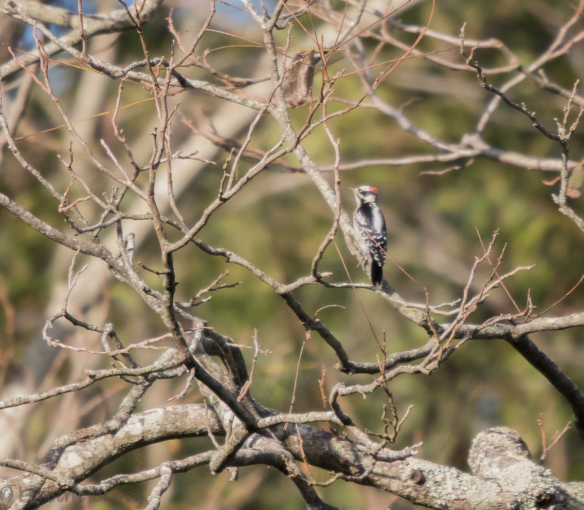 Downy Woodpecker - ML118712521