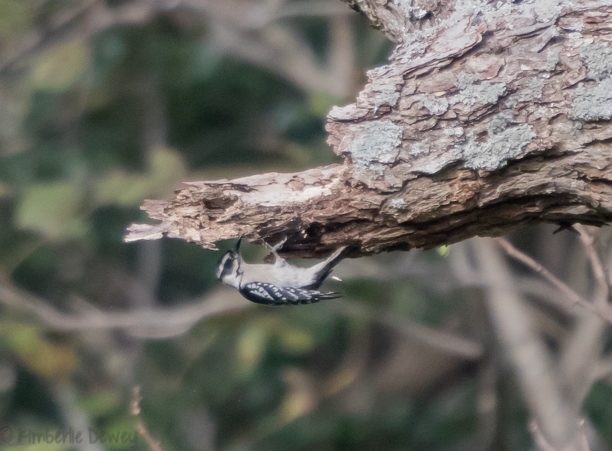 Downy Woodpecker - ML118712541