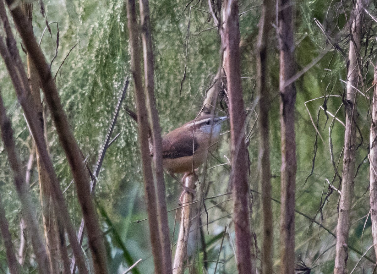 Carolina Wren - ML118712651