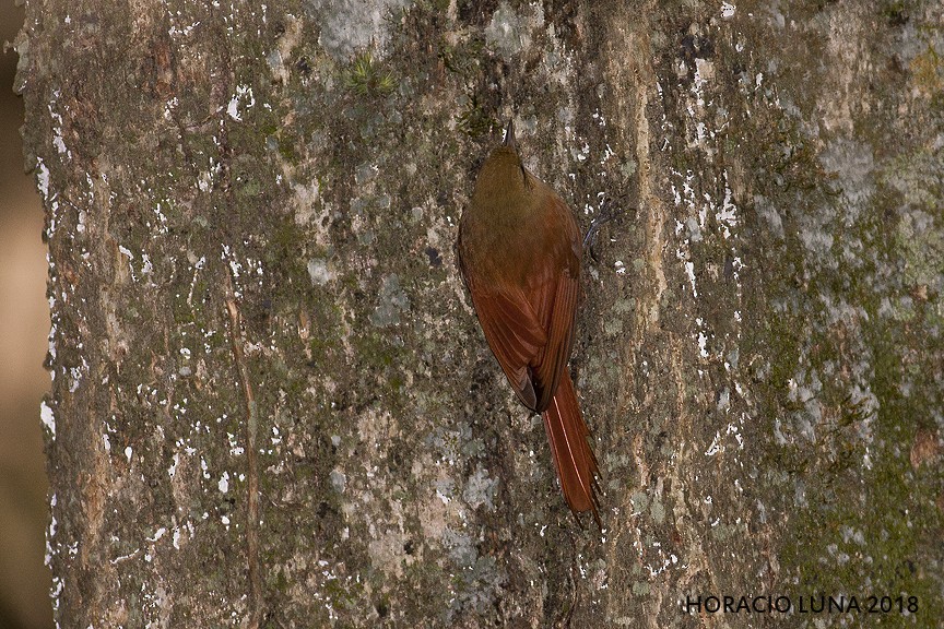 Olivaceous Woodcreeper - ML118716321