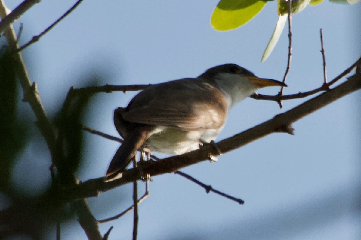 Yellow-billed Cuckoo - ML118716491