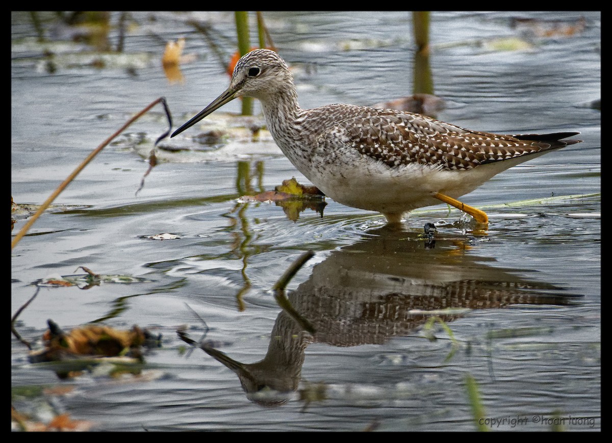 Greater Yellowlegs - hoan luong