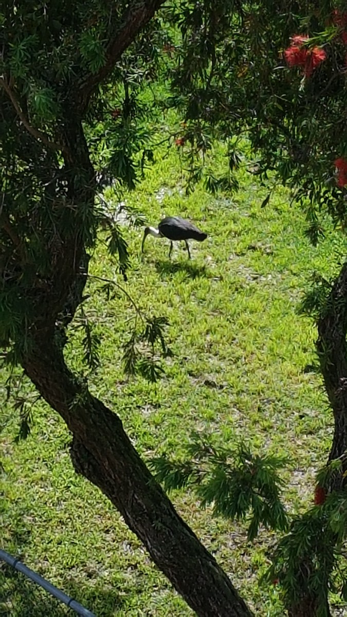 Straw-necked Ibis - ML118718151