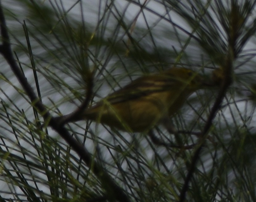 Pine Warbler - ML118718981