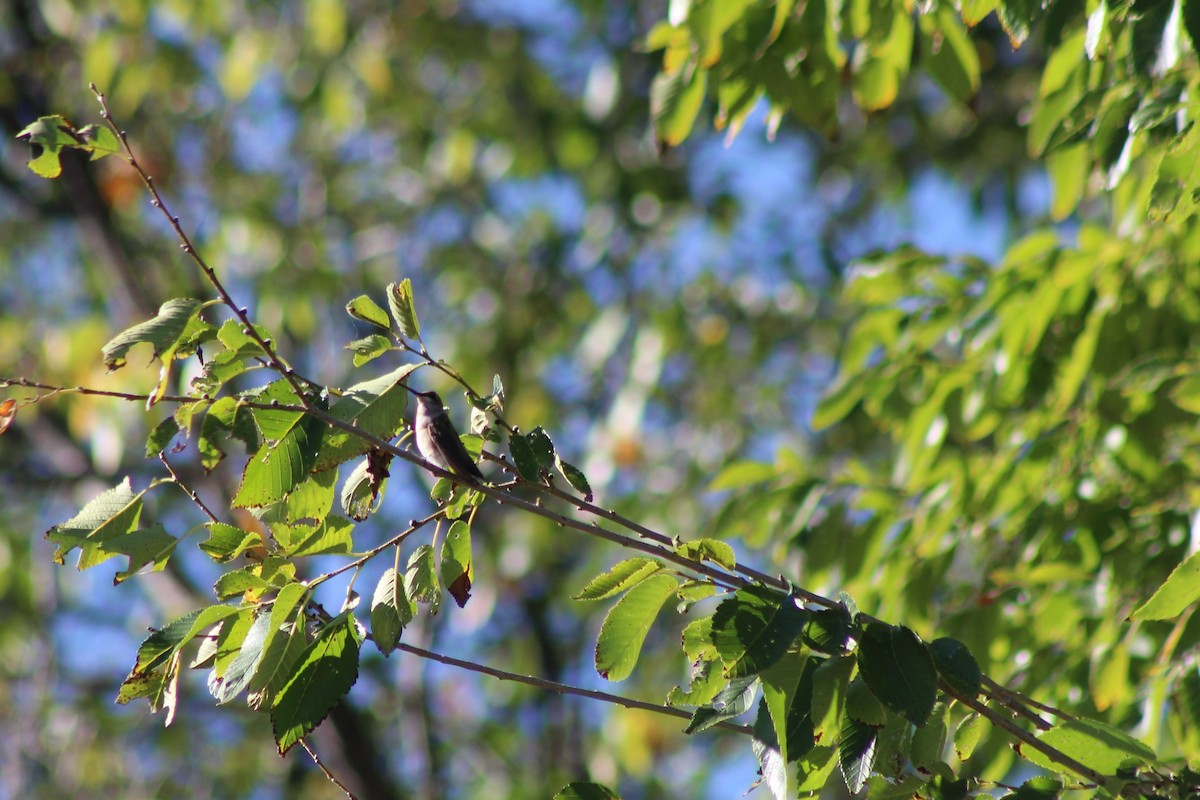 Black-chinned Hummingbird - ML118719651