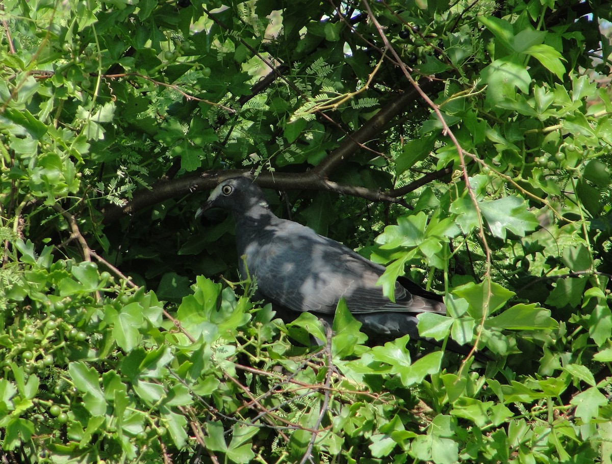 White-crowned Pigeon - ML118720151