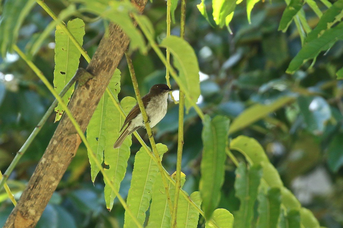 Buru Jungle Flycatcher - ML118721651