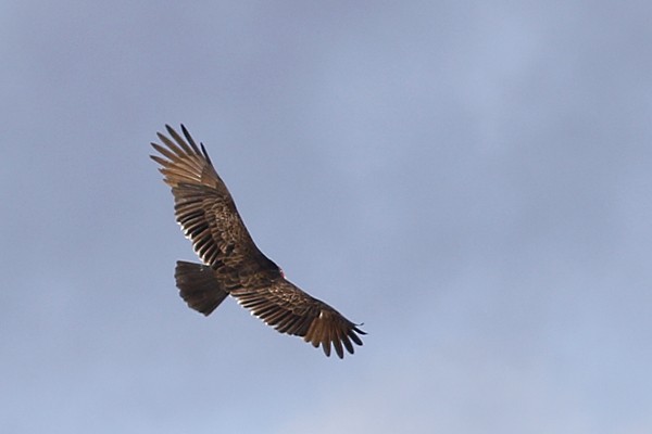 Turkey Vulture - ML118722561