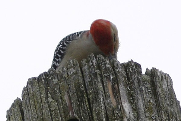 Red-bellied Woodpecker - ML118722651