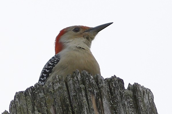 Red-bellied Woodpecker - ML118722661