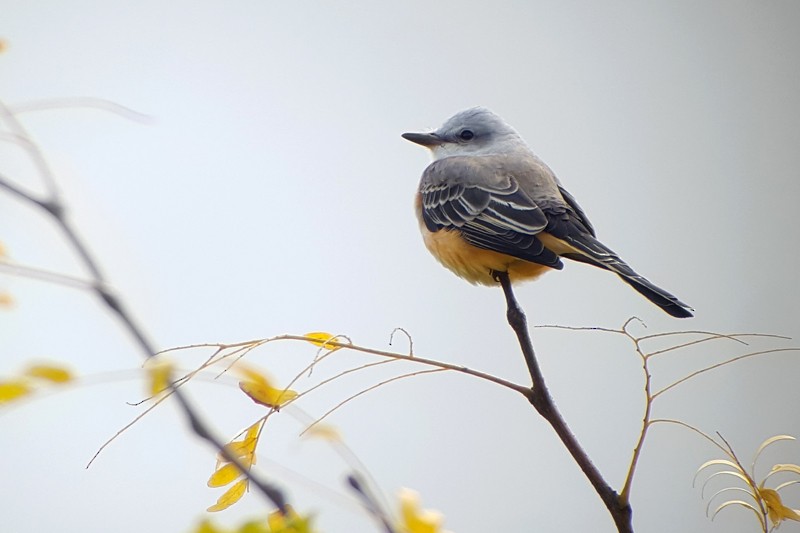 Scissor-tailed Flycatcher - ML118722921