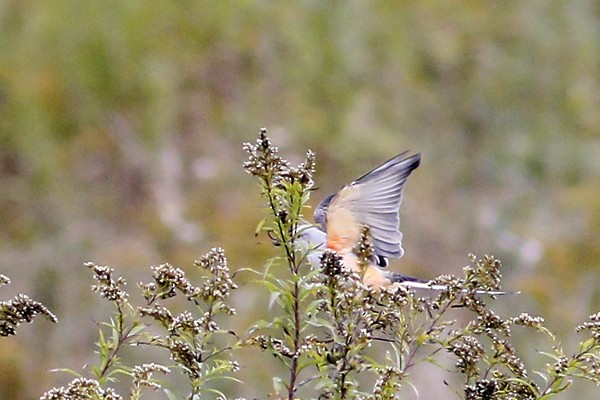 Scissor-tailed Flycatcher - ML118722931