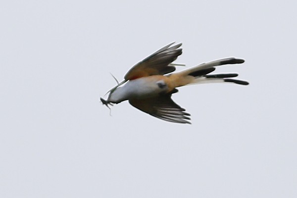 Scissor-tailed Flycatcher - Ted Keyel