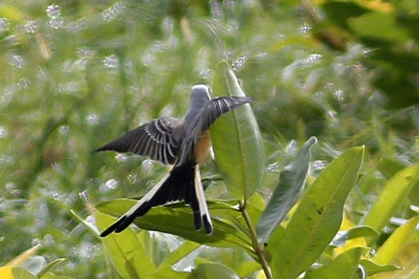 Scissor-tailed Flycatcher - ML118723021