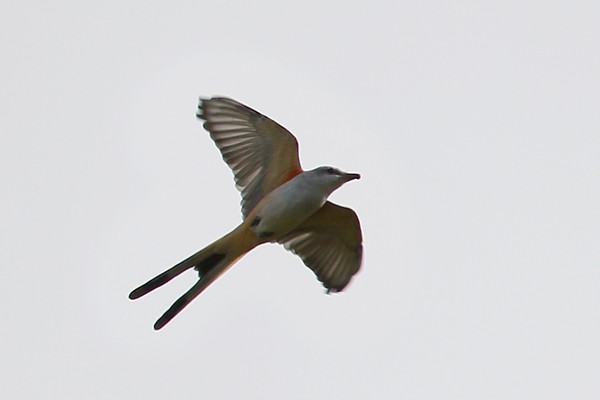 Scissor-tailed Flycatcher - ML118723051