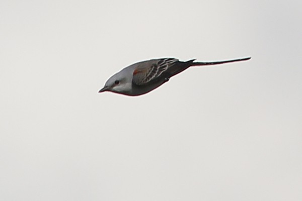 Scissor-tailed Flycatcher - Ted Keyel