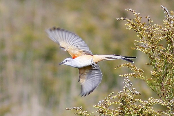 Scissor-tailed Flycatcher - ML118723101