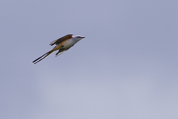 Scissor-tailed Flycatcher - ML118723241