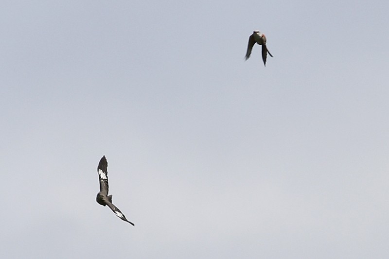 Northern Mockingbird - ML118723791