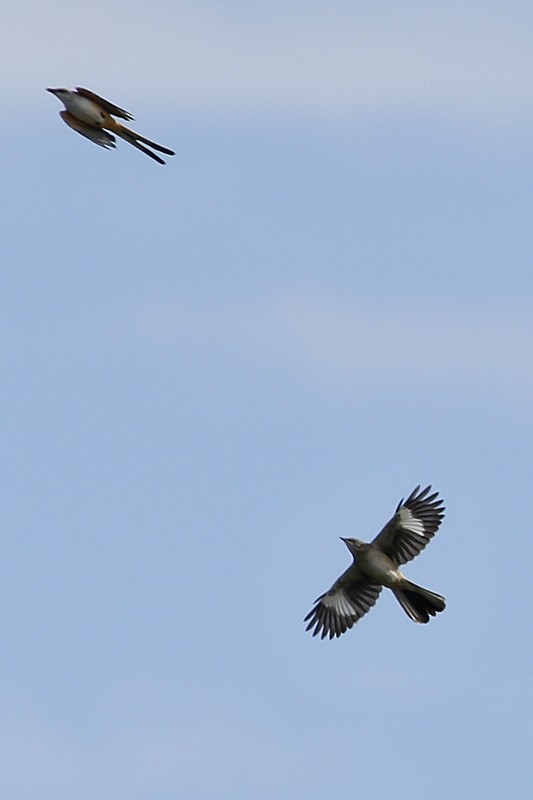 Northern Mockingbird - ML118723811