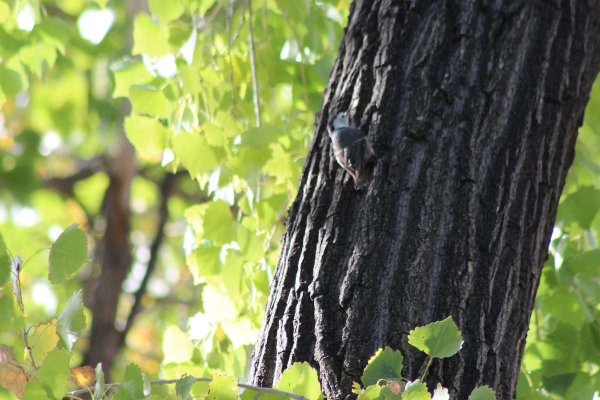 White-breasted Nuthatch - David Lerwill