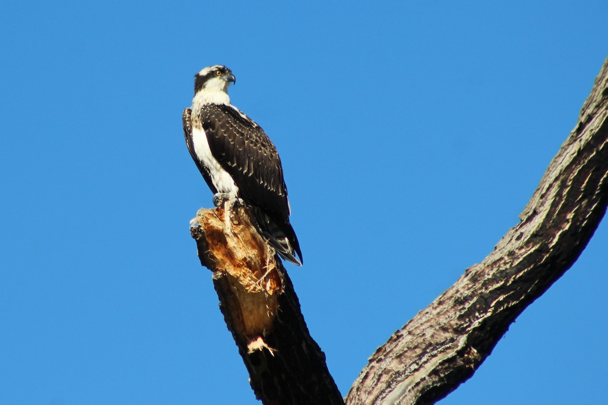 Osprey - David Lerwill