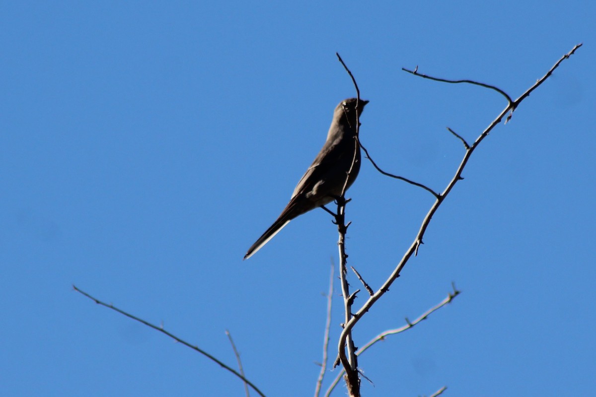 Townsend's Solitaire - ML118724641