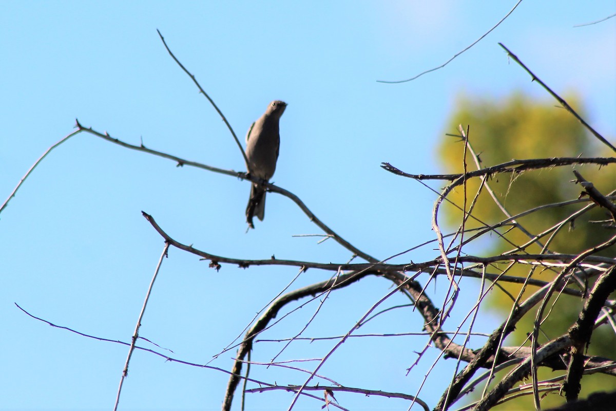 Townsend's Solitaire - ML118724671