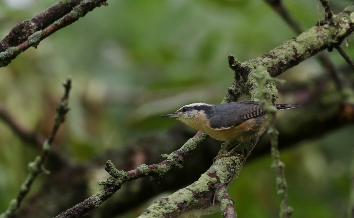 Red-breasted Nuthatch - ML118726641