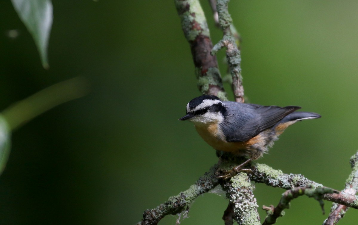 Red-breasted Nuthatch - ML118726671