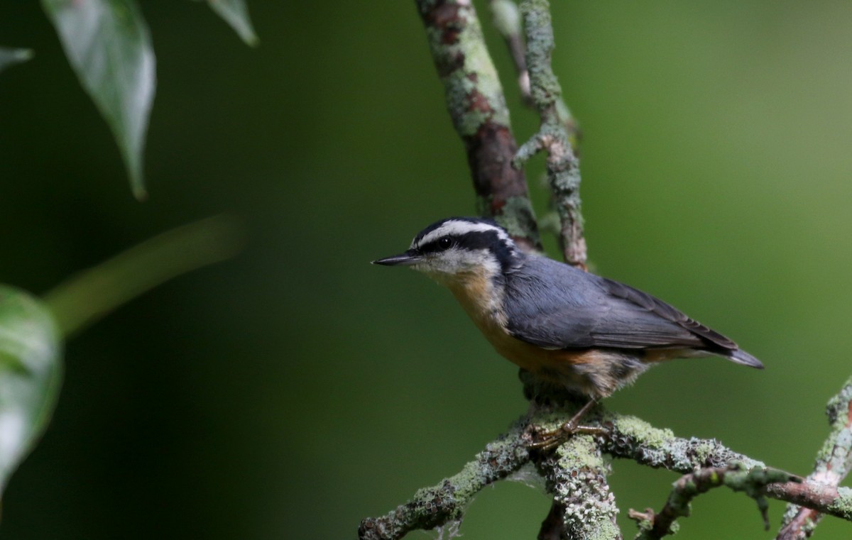 Red-breasted Nuthatch - ML118726681