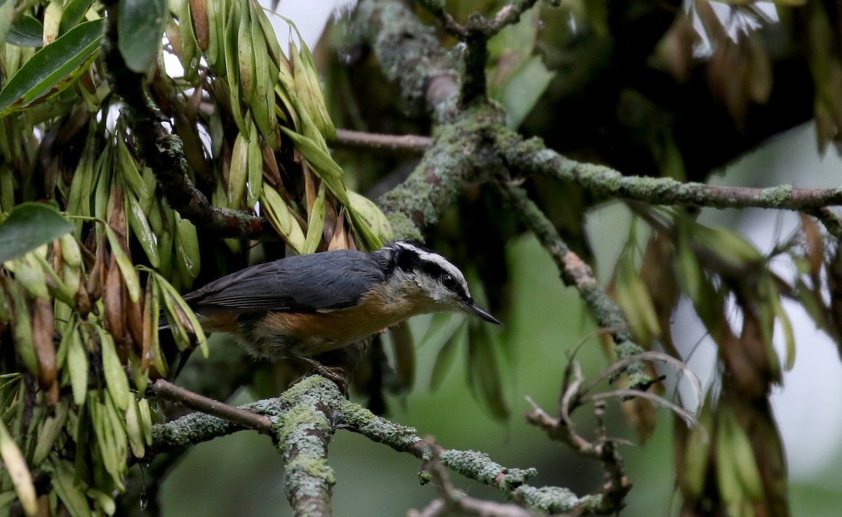 Red-breasted Nuthatch - ML118726741